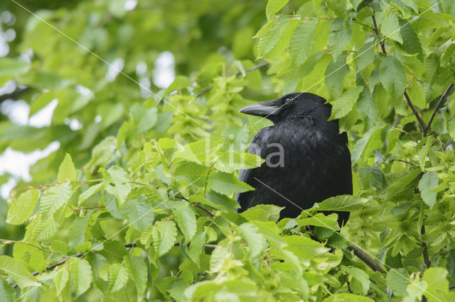 Zwarte Kraai (Corvus corone)