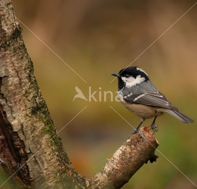 Zwarte Mees (Parus ater)