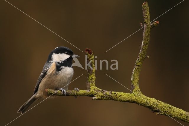 Coal Tit (Parus ater)