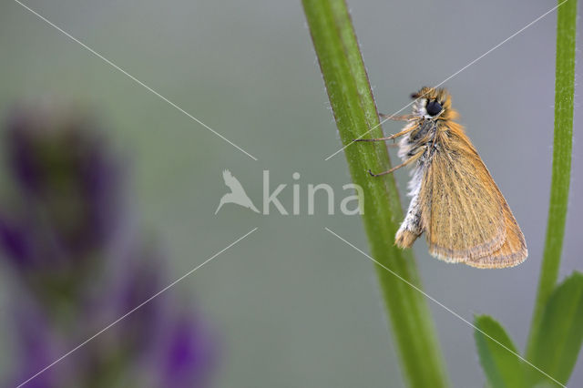 european skipper (Thymelicus lineola)