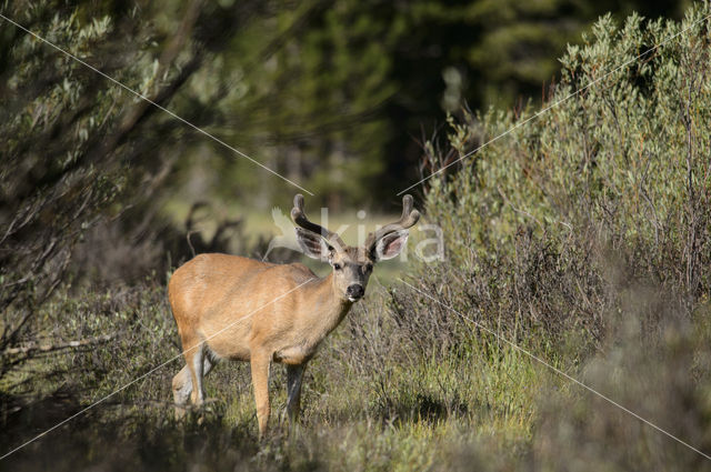 Mule deer (Odocoileus hemionus)