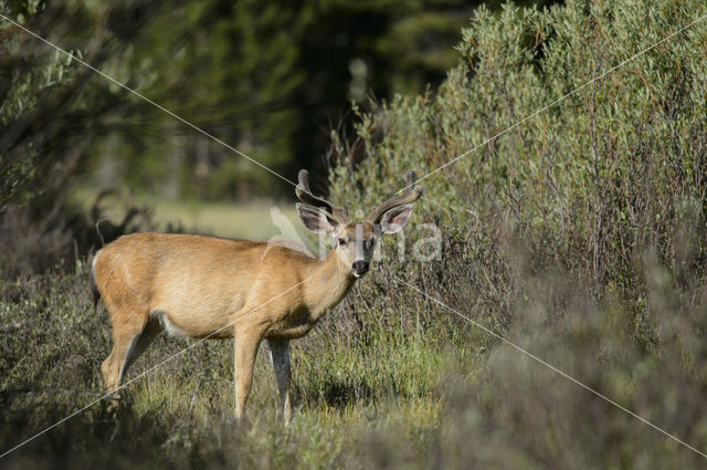 Mule deer (Odocoileus hemionus)