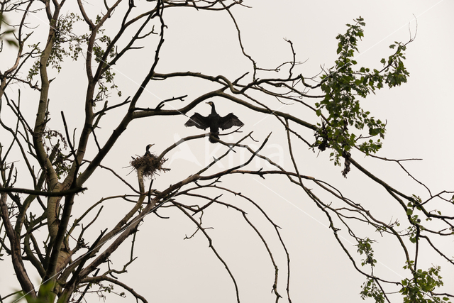 Aalscholver (Phalacrocorax carbo)