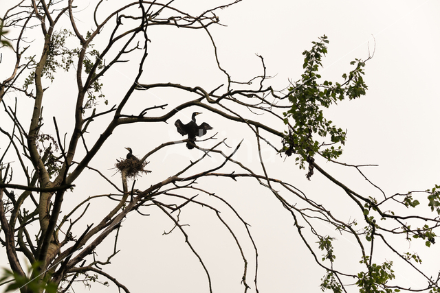 Great Cormorant (Phalacrocorax carbo)