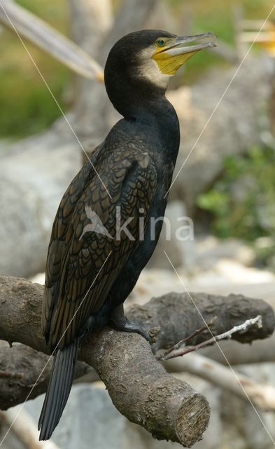 Aalscholver (Phalacrocorax carbo)