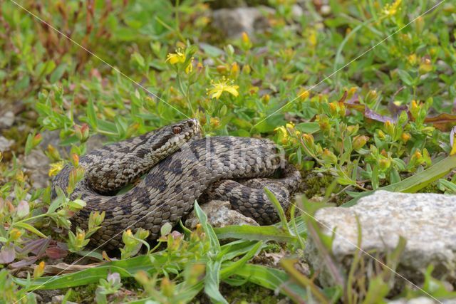 Common Viper (Vipera berus)