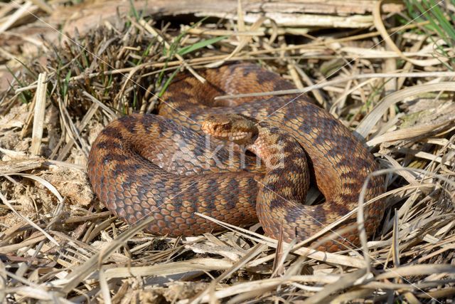 Adder (Vipera berus)