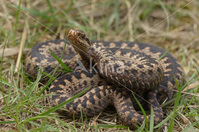 Common Viper (Vipera berus)