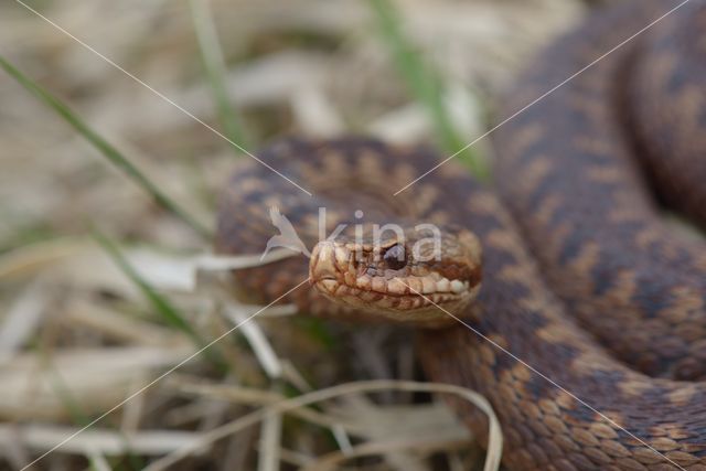 Common Viper (Vipera berus)