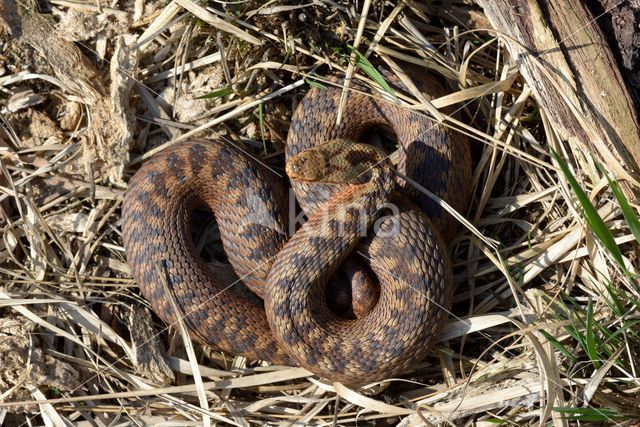 Common Viper (Vipera berus)