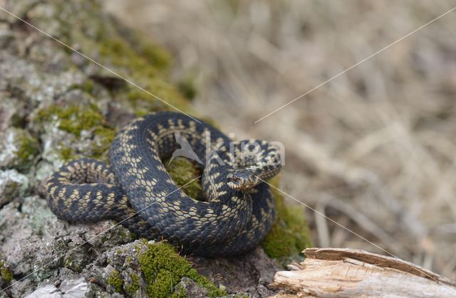 Adder (Vipera berus)