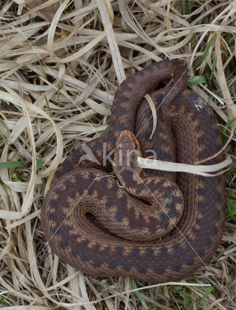 Common Viper (Vipera berus)