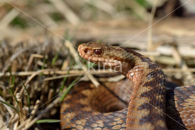 Adder (Vipera berus)