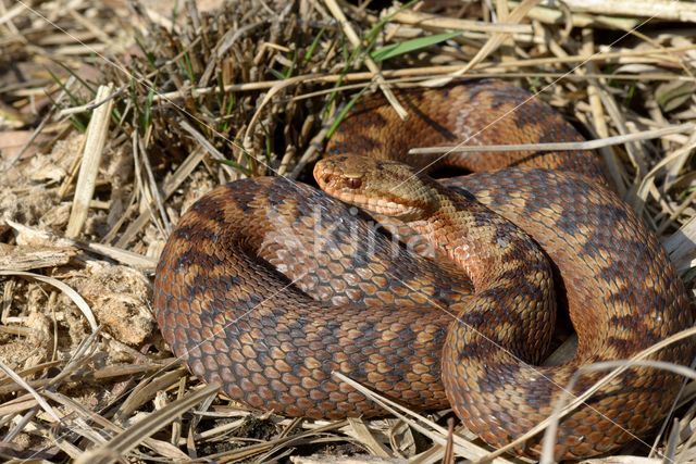 Adder (Vipera berus)