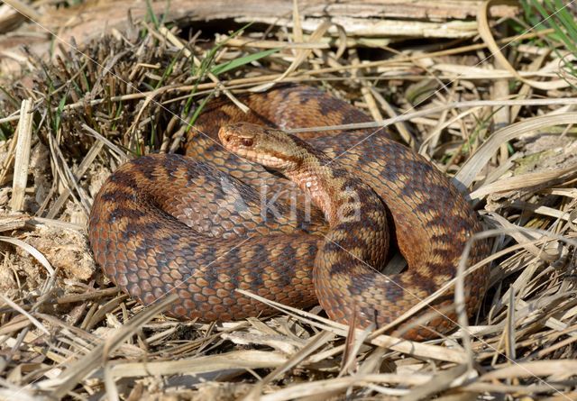 Adder (Vipera berus)