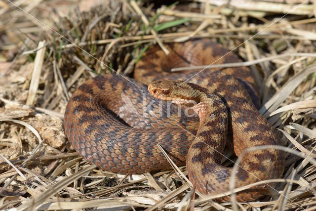 Adder (Vipera berus)