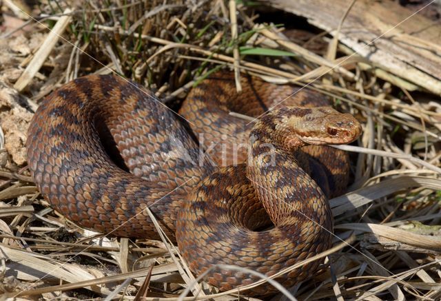 Adder (Vipera berus)