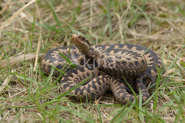 Adder (Vipera berus)