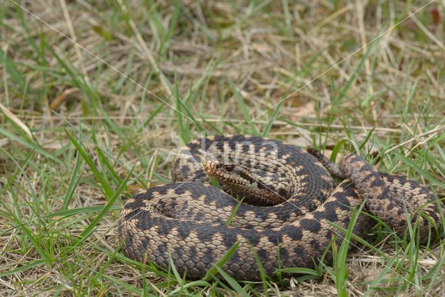 Common Viper (Vipera berus)