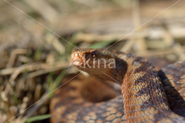 Common Viper (Vipera berus)