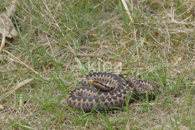 Common Viper (Vipera berus)