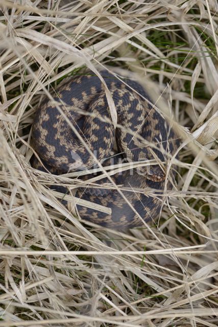 Common Viper (Vipera berus)