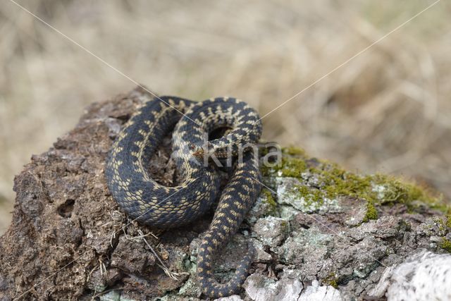 Adder (Vipera berus)