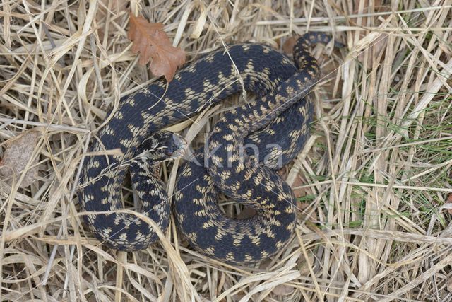 Adder (Vipera berus)