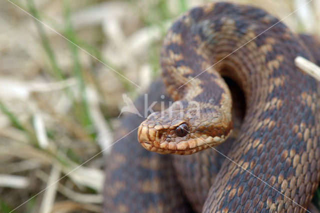 Adder (Vipera berus)