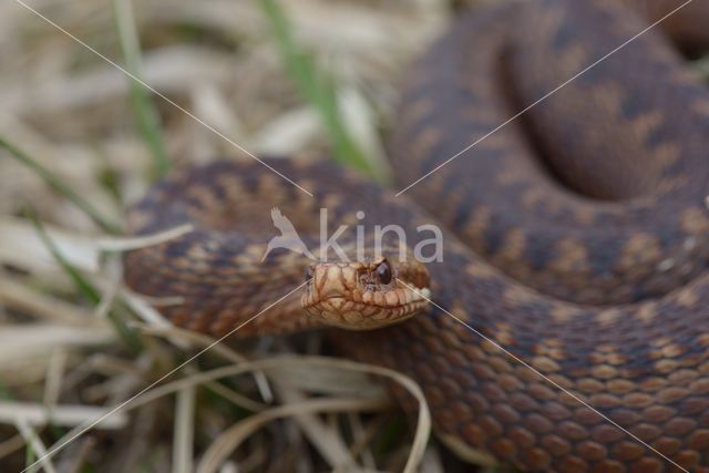 Common Viper (Vipera berus)