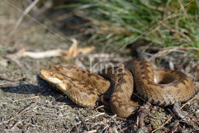 Common Viper (Vipera berus)