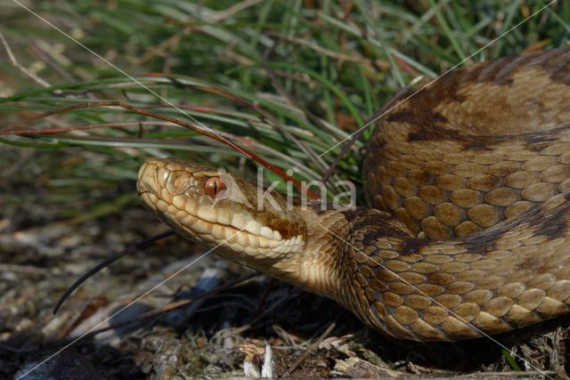 Common Viper (Vipera berus)