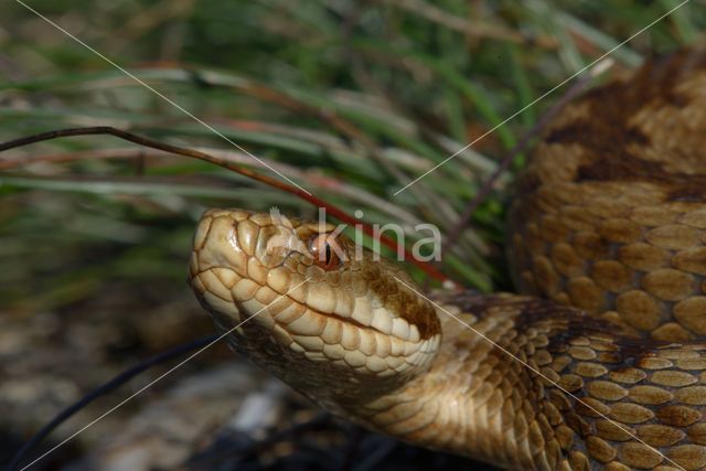 Common Viper (Vipera berus)