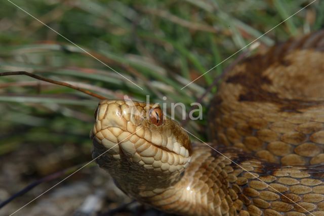 Common Viper (Vipera berus)