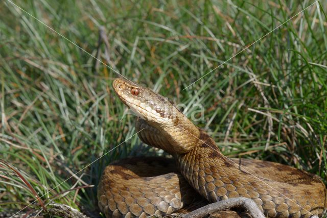 Common Viper (Vipera berus)