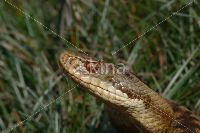 Adder (Vipera berus)