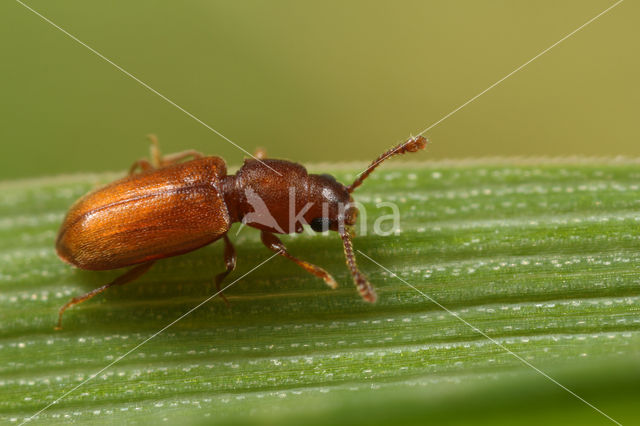 foreign grain beetle (Ahasverus advena)