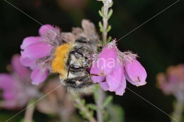 Common carder bumblebee (Bombus pascuorum)
