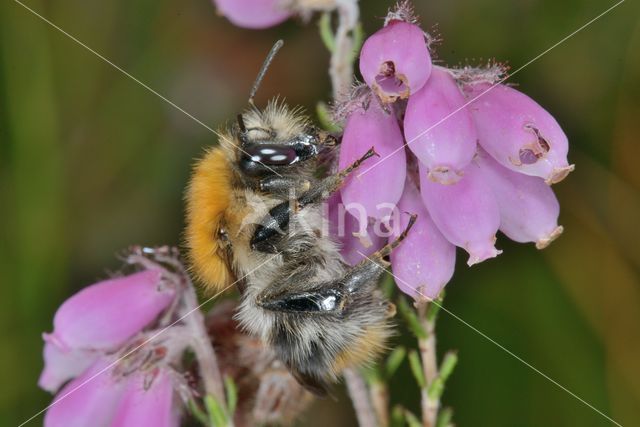 Common carder bumblebee (Bombus pascuorum)