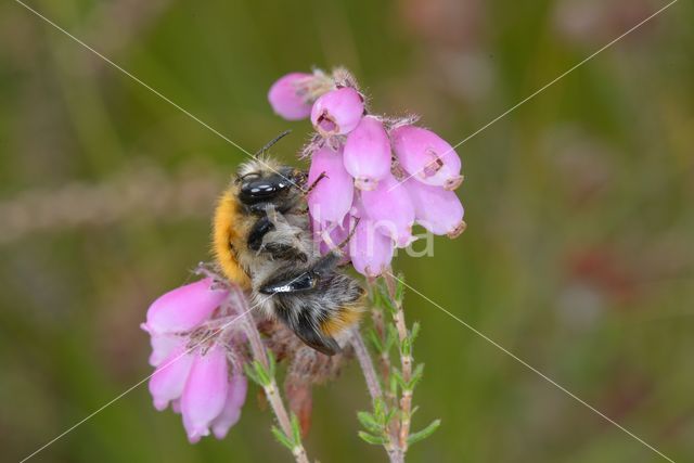 Common carder bumblebee (Bombus pascuorum)