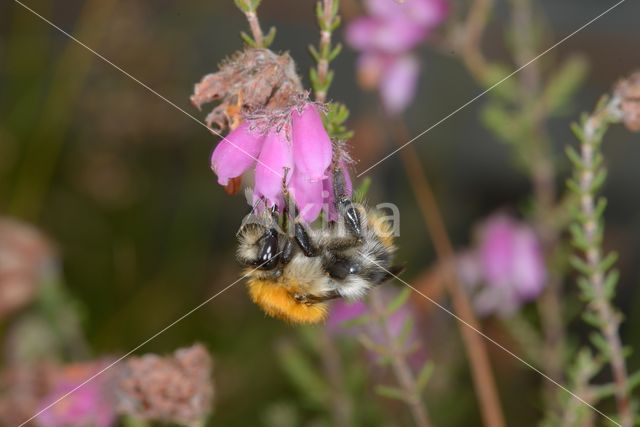 Common carder bumblebee (Bombus pascuorum)