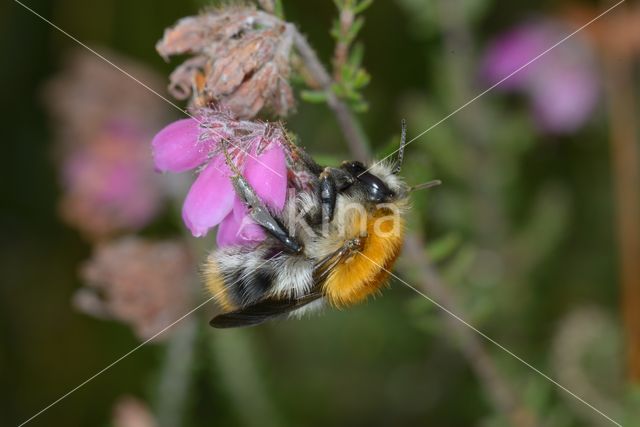 Common carder bumblebee (Bombus pascuorum)