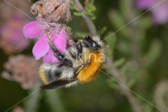 Common carder bumblebee (Bombus pascuorum)