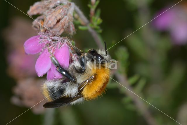 Common carder bumblebee (Bombus pascuorum)