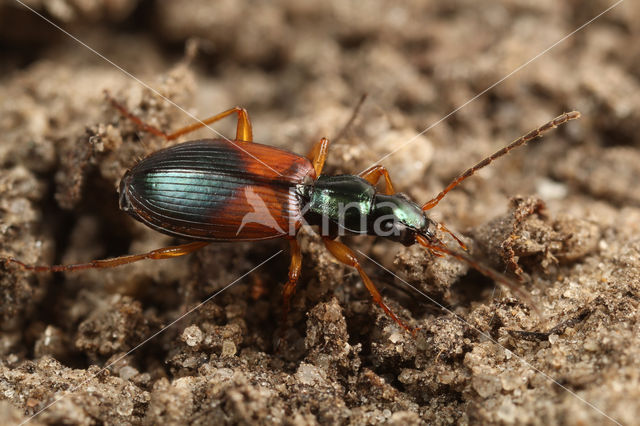 Akkersnelloper (Anchomenus dorsalis)