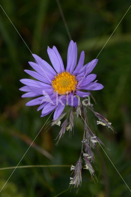 Alpine Aster (Aster alpinus)