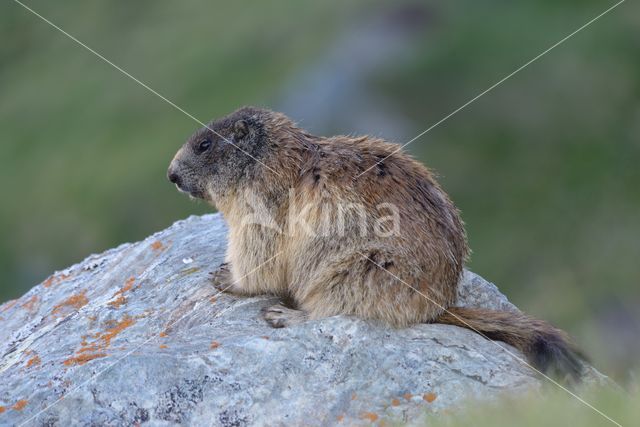 Alpine Marmot (Marmota marmota)