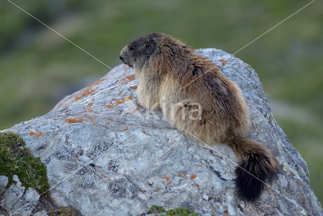 Alpine Marmot (Marmota marmota)