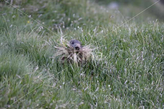 Alpine Marmot (Marmota marmota)