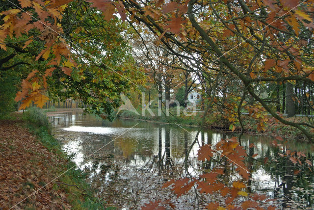 Red Oak (Quercus rubra)